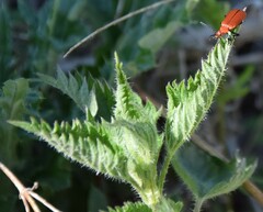 Pyrochroa serraticornis
