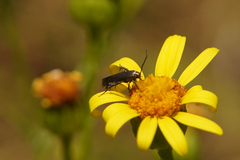 Augasma aeratella