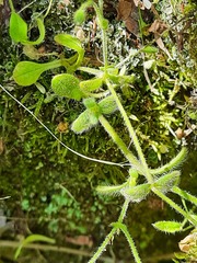 Cerastium brachypetalum