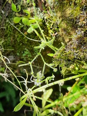Cerastium brachypetalum
