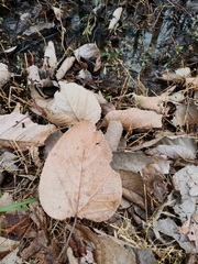 Populus heterophylla