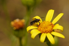 Augasma aeratella