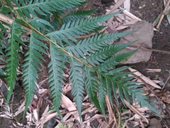 Woodwardia prolifera