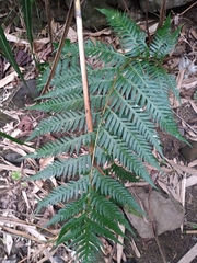 Woodwardia prolifera