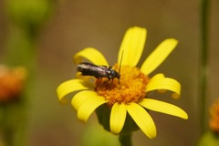 Augasma aeratella