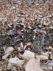 Populus heterophylla