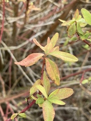 Euphorbia palustris