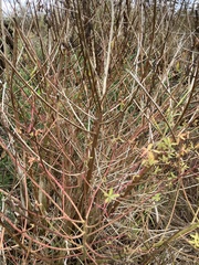 Euphorbia palustris