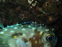 Cyclichthys spilostylus