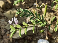 Astragalus asterias