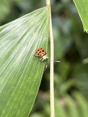 Diabrotica limitata