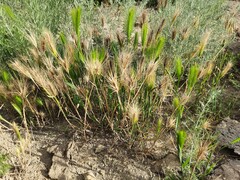Hordeum geniculatum
