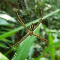 Argiope dang