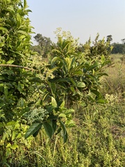 Gaertnera paniculata