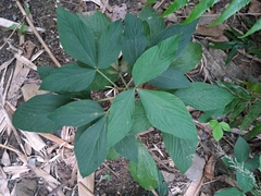 Flemingia macrophylla