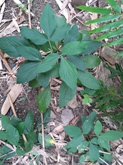 Flemingia macrophylla