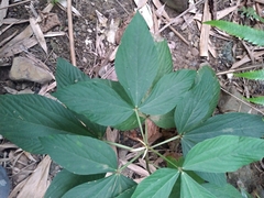 Flemingia macrophylla
