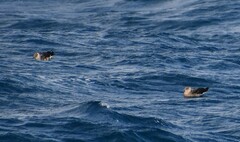 Stercorarius pomarinus