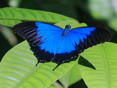 Papilio ulysses