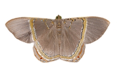 Phrygionis privignaria