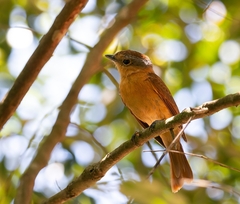 Pachyramphus castaneus