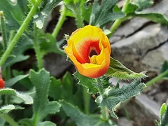 Glaucium corniculatum