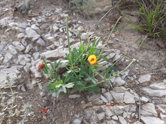 Glaucium corniculatum