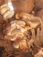 Crepidotus mollis