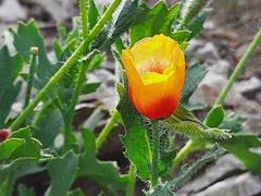 Glaucium corniculatum