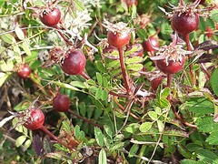 Rosa spinosissima
