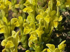 Scutellaria orientalis