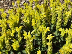 Scutellaria orientalis