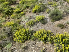 Scutellaria orientalis