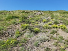 Scutellaria orientalis