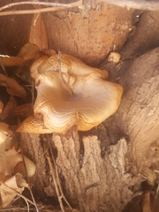 Pleurotus