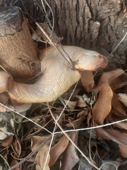 Pleurotus