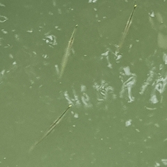 Zenarchopterus buffonis