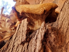Pleurotus