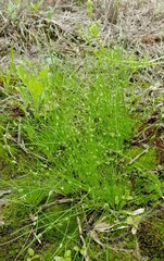 Isolepis carinata
