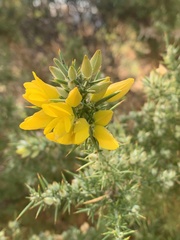Ulex parviflorus