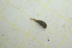Mordellaria aurofasciata
