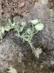 Usnea intermedia