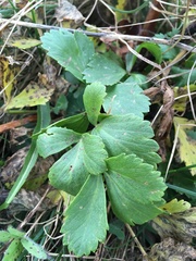 Ligusticum scothicum