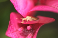 Catorhintha selector