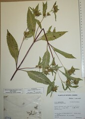 Bidens comosa