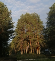 Pinus sylvestris