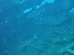 Pterocaesio chrysozona