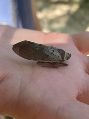 Copidocephala guttata