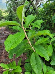 Tarchonanthus trilobus