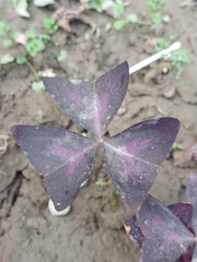 Oxalis triangularis